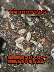 超小型餌用シロワラジムシ 100匹+α 亜生体〜成体サイズ ヤドクガエル トリニドショウジョウバエ トビムシ 24時間カイロ同封匿名配送