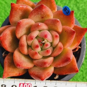 0306-B083 紅柿 エケベリア 多肉植物 韓国苗