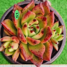 0308-G051 ブラックベール エケベリア 多肉植物 韓国苗_画像1