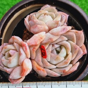 0303-R475 オレンジアップル エケベリア 多肉植物 韓国苗