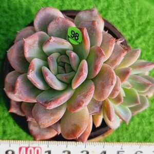 0312-YG098 かぼちゃ エケベリア 多肉植物 韓国苗