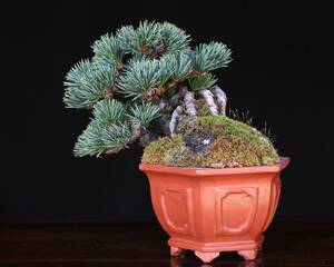 [...Online]... leaf pine [ light .]ko ulin connection . tree / root finished / leaf . eminent / shohin bonsai 