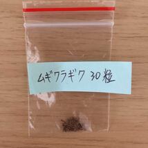 ムギワラギク(麦藁菊)の花色ミックスの種30粒_画像10