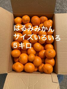 ★栽培期間中農薬不使用★広島県佐木島産　はるみみかん　サイズいろいろ　5キロ