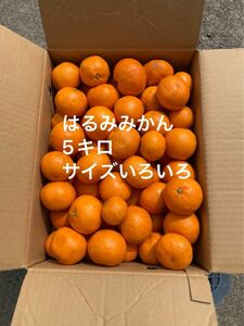 ★栽培期間中農薬不使用★広島県佐木島産　はるみみかん　サイズいろいろ　5キロ