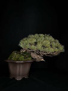 . leaf pine [ height of tree pot on ..22cm]