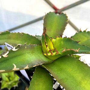 agave titanota sunburst アガベ チタノタ サンバーストの画像1
