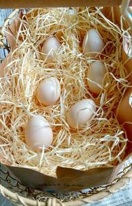 碁石チャボ&逆毛チャボ 卵6個（割れ補償1個含む) 有精卵 チャボ ちゃぼ 有精卵・食用 産みたて 送料無料 格安 お買い得