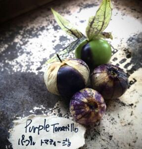 Purple tomatillo パープル　トマティージョ