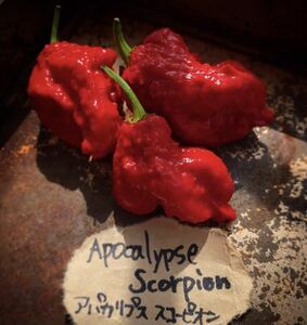 Apocalypse Scorpion Pepper アパカリプス　スコーピオン　ペッパー