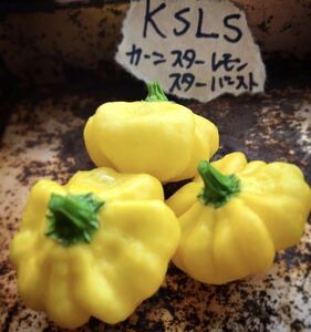 Khang Starr Lemon Starr Burst Pepper (KSLS)