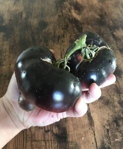 Black Beauty Tomato ブラックビューティートマト