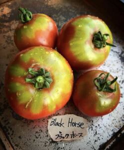 Black Horse Tomato ブラックホーストマト