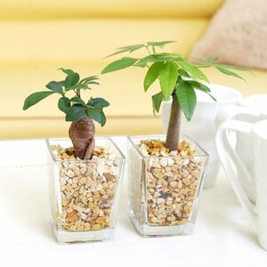  earth . used without clean feeling exist zeo light ... Mini decorative plant A type pakira &gaju maru 2 pot set hydroculture 