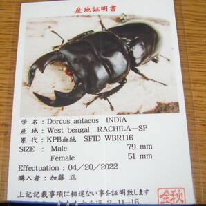 ウエストベンガル ラチラ アンタエウス KPB血統 RACHILA-SP ♂84.7ｍｍ ♀47ｍｍ クワパークの画像3