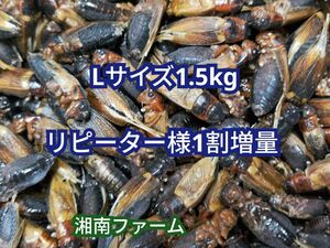 Lサイズ 1.5kg冷凍 コオロギ 脚部除去済 ★リピーター様1割増量 冷凍保存用チャック袋入り★送料無料★