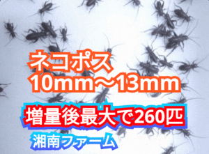 10～13㎜200匹フタホシコオロギ 死着保障2割増量 リピーター様1割増量 (最大で260匹+α)★イエコオロギに比べ栄養価が高く遅鈍で低跳躍!