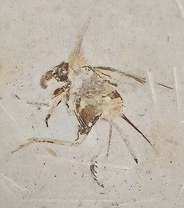 30805 虫　化石　313g　12cm×12cm×1cm