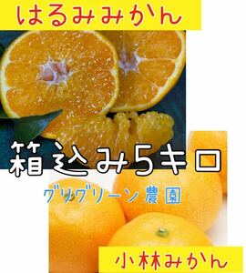 酵素栽培　訳あり はるみ みかん 大粒＆小林みかん　広島県　瀬戸田　防腐剤不使用　国産　農園　新鮮　珍しい