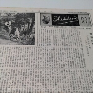 昭和30年　シェパード　7号　警察犬　日本シェパード犬登録協会