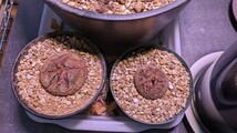 亀甲竜 ２株セット ディオスコレア エレファンティペス　塊根植物　コーデックス_画像2