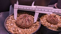 亀甲竜 ２株セット ディオスコレア エレファンティペス　塊根植物　コーデックス_画像3