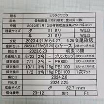 愛知県産ヒラタクワガタ♂６２ミリ♀３４ミリ　F1ペア_画像5