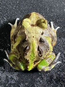 【Bears Frog】ブラジルツノガエル 5センチ①北海道発送不可 送料無料