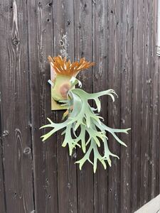 #comolebi# staghorn fern platycerium Platycerium m