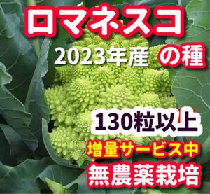 ロマネスコ種【130粒以上】★栽培期間中農薬不使用の種★令和5年産