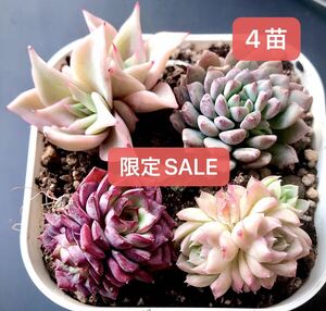 新入荷★韓国苗★4苗セット★紫羽双頭、桜プリン群生、ライアン、マディバ双頭★レア種★可愛い紅葉大苗★超美苗★多肉植物★エケベリア