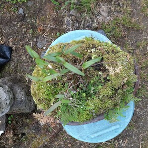 直ぐ苔の付く軽石☆軽植え☆セッコク☆②の画像6