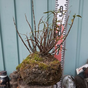 直ぐ苔の付く軽石☆軽植え☆セッコク☆花色白か薄いピンク③の画像3