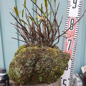 直ぐ苔の付く軽石☆軽植え☆セッコク☆花色白か薄いピンク⑦