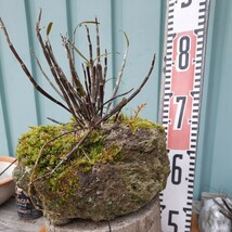 直ぐ苔の付く軽石☆軽植え☆セッコク☆花色白か薄いピンク⑧_画像5