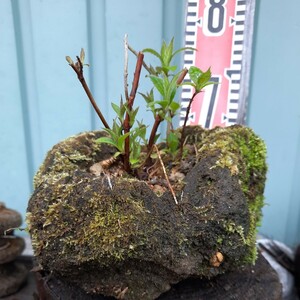 直ぐ苔の付く軽石☆山紫陽花