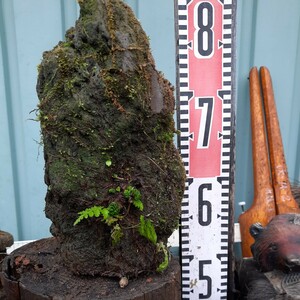 直ぐ苔の付く軽石☆イワタバコ☆②