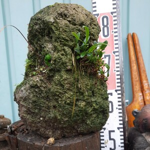 直ぐ苔の付く軽石☆イワタバコ☆ムギラン☆軒しのぶ⑤