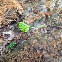 直ぐ苔の付く軽石☆イワタバコ☆ムギラン☆軒しのぶ⑤_画像7