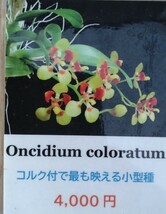 【北軽ガーデン】＊熱帯植物＊Oncidium coloratum＊洋ラン原種＊オンシジューム　コロラタム＊極小型＊ブラジル　エスピリトサント州原産＊_画像1