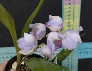 【北軽ガーデン】＊熱帯植物＊Aganisia cyanea＊洋ラン原種＊アガニシア　サイアネア＊ブルーの花＊芳香性＊コロンビア原産＊