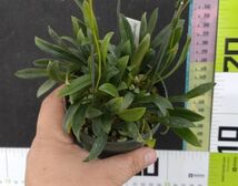 【北軽ガーデン】＊熱帯植物＊Porroglossum sergei＊洋ラン原種＊パルダリウム向き小型種＊ポログロッサム　セルゲイ＊エクアドル原産＊_画像3