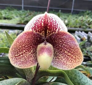 【北軽ガーデン】＊パフィオ＊Paph.Millenium Thunder x bellatulum＊整形ブラキ系＊濃色花を期待＊良花が多そう＊