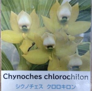 【北軽ガーデン】＊熱帯植物＊Cycnoches chlorochilon＊洋ラン原種＊スワンオーキッド＊シクノチェス　クロロキロン＊コロンビア原産＊