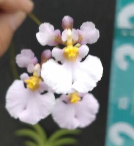 【北軽ガーデン】＊熱帯植物＊Tolumnia sylvestris‘Natural World'＊洋ラン＊オンシ原種＊トゥルムニア　シルベストリス＊キューバ原産＊