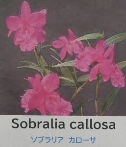 【北軽ガーデン】＊熱帯植物＊Sobralia callosa＊洋ラン原種＊ソブラリア　カローサ＊小型種＊パナマ原産＊