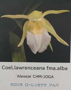 【北軽ガーデン】＊熱帯植物＊Coel.lawrenceanum fma.alba ‘Alexeje‘＊洋ラン原種＊セロジネ　ローレンセアナ　アルバ＊ベトナム原産＊