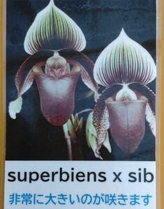 【北軽ガーデン】＊パフィオ＊Paph.superbiens x sib＊原種＊シグマト系＊大輪種＊スパービエンス＊スマトラ島原産＊