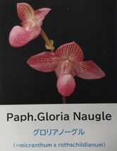 【北軽ガーデン】＊パフィオ＊Paph.Gloria Naugle＊マルチシングル当たり交配＊マジェンタピンクの大輪花＊優秀交配＊_画像1