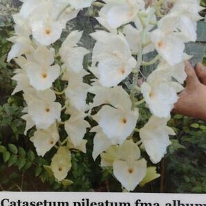 【北軽ガーデン】＊熱帯植物＊Catacetum pileatum fma.album＊洋ラン原種＊タケノコ系＊カタセタム ピレアタム アルバ＊エクアドル原産＊の画像1